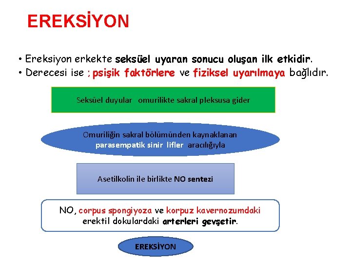 EREKSİYON • Ereksiyon erkekte seksüel uyaran sonucu oluşan ilk etkidir. • Derecesi ise EREKSİYON • Ereksiyon erkekte seksüel uyaran sonucu oluşan ilk etkidir. • Derecesi ise