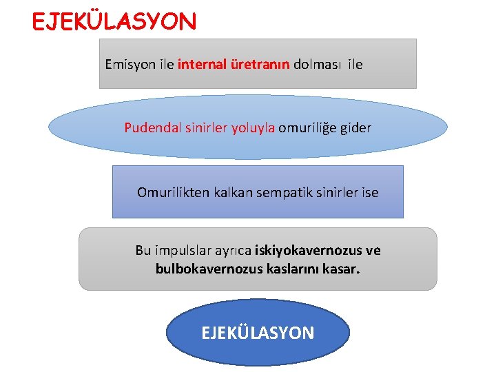 EJEKÜLASYON Emisyon ile internal üretranın dolması ile Pudendal sinirler yoluyla omuriliğe gider Omurilikten kalkan EJEKÜLASYON Emisyon ile internal üretranın dolması ile Pudendal sinirler yoluyla omuriliğe gider Omurilikten kalkan