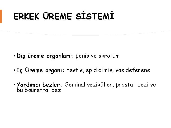 ERKEK ÜREME SİSTEMİ • Dış üreme organları: penis ve skrotum • İç Üreme organı: ERKEK ÜREME SİSTEMİ • Dış üreme organları: penis ve skrotum • İç Üreme organı: