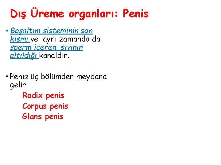 Dış Üreme organları: Penis • Boşaltım sisteminin son kısmı ve aynı zamanda da sperm