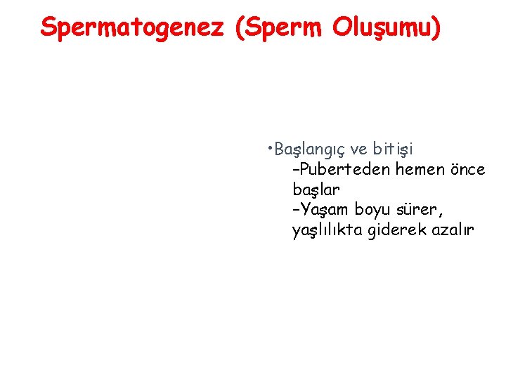 Spermatogenez (Sperm Oluşumu) • Başlangıç ve bitişi –Puberteden hemen önce başlar –Yaşam boyu sürer, Spermatogenez (Sperm Oluşumu) • Başlangıç ve bitişi –Puberteden hemen önce başlar –Yaşam boyu sürer,