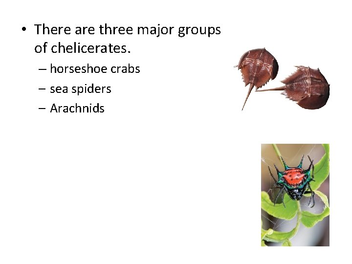  • There are three major groups of chelicerates. – horseshoe crabs – sea