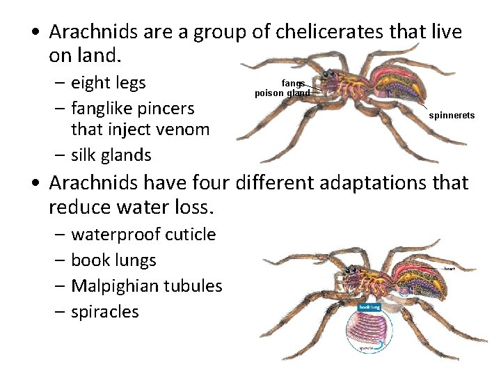  • Arachnids are a group of chelicerates that live on land. – eight