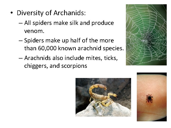  • Diversity of Archanids: – All spiders make silk and produce venom. –