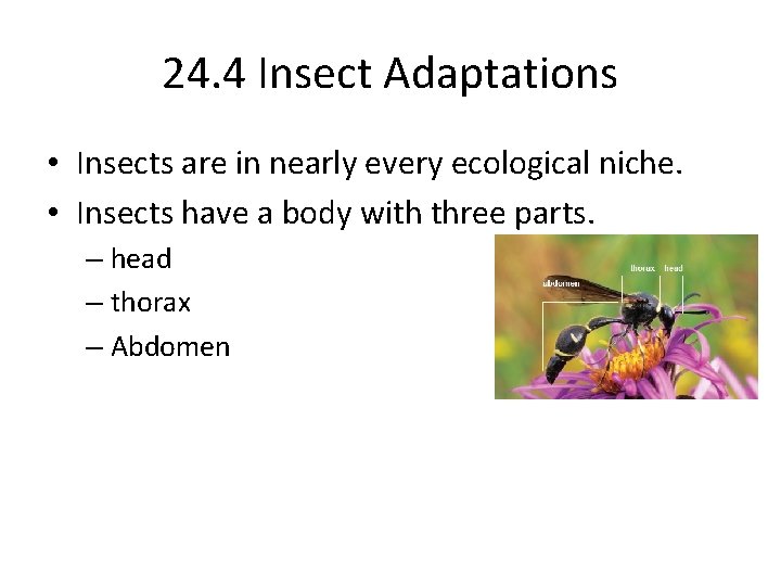 24. 4 Insect Adaptations • Insects are in nearly every ecological niche. • Insects