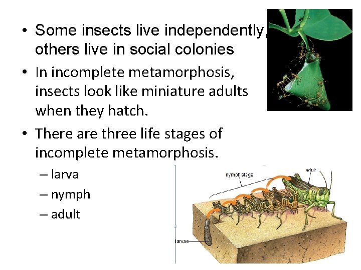  • Some insects live independently, others live in social colonies • In incomplete