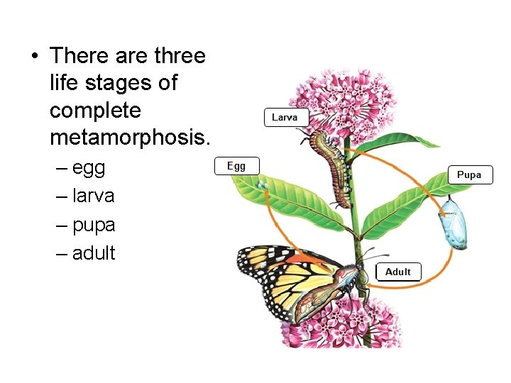  • There are three life stages of complete metamorphosis. – egg – larva