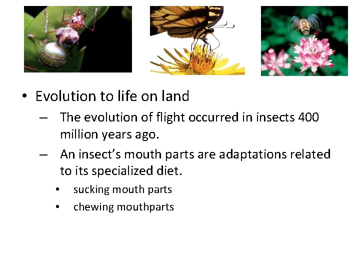  • Evolution to life on land – The evolution of flight occurred in