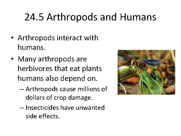 24. 5 Arthropods and Humans • Arthropods interact with humans. • Many arthropods are