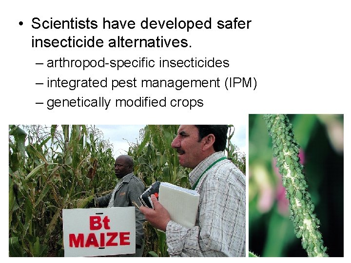  • Scientists have developed safer insecticide alternatives. – arthropod-specific insecticides – integrated pest
