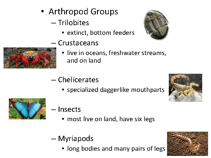  • Arthropod Groups – Trilobites • extinct, bottom feeders – Crustaceans • live