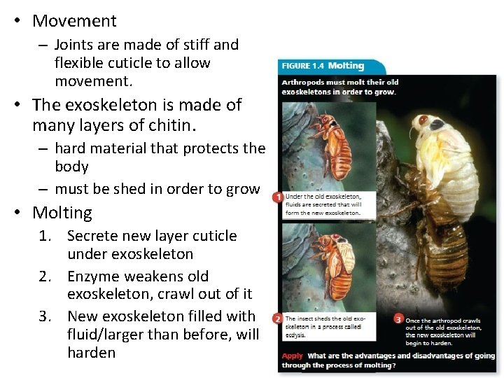  • Movement – Joints are made of stiff and flexible cuticle to allow