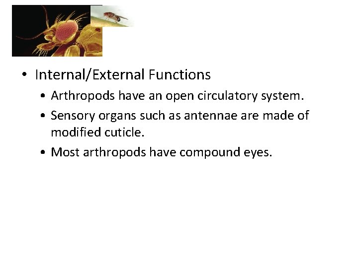  • Internal/External Functions • Arthropods have an open circulatory system. • Sensory organs