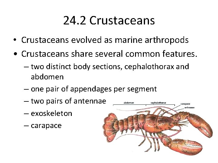 24. 2 Crustaceans • Crustaceans evolved as marine arthropods • Crustaceans share several common