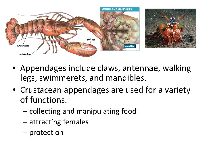  • Appendages include claws, antennae, walking legs, swimmerets, and mandibles. • Crustacean appendages