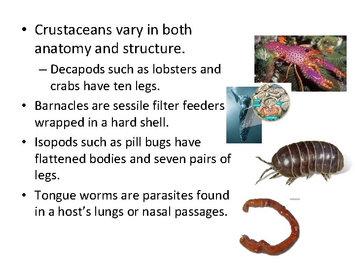  • Crustaceans vary in both anatomy and structure. – Decapods such as lobsters
