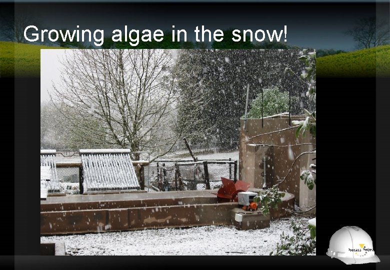 Growing algae in the snow! 