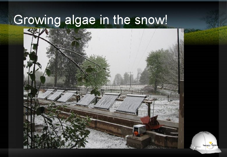 Growing algae in the snow! 