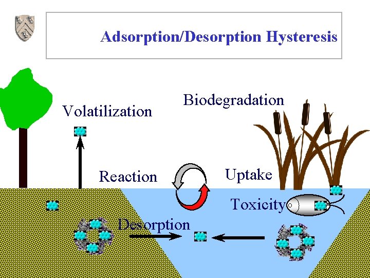 Adsorption/Desorption Hysteresis Volatilization Biodegradation Reaction Uptake Toxicity Desorption 