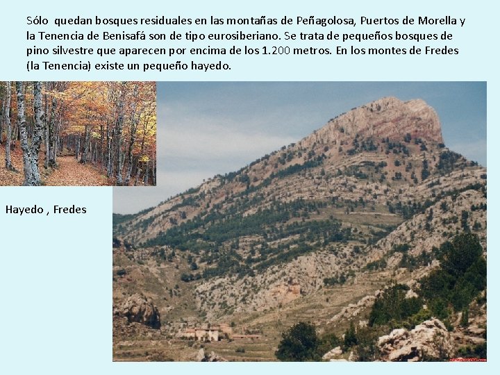 Sólo quedan bosques residuales en las montañas de Peñagolosa, Puertos de Morella y la