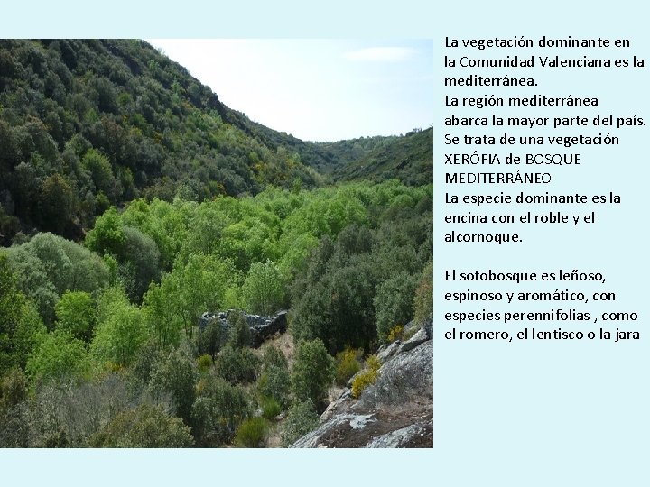 La vegetación dominante en la Comunidad Valenciana es la mediterránea. La región mediterránea abarca