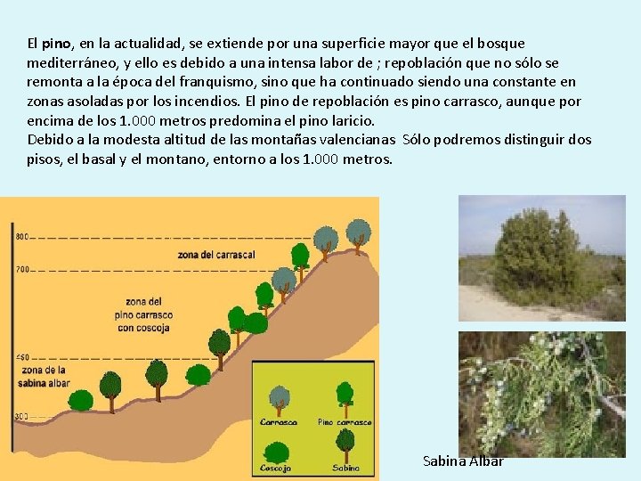 El pino, en la actualidad, se extiende por una superficie mayor que el bosque