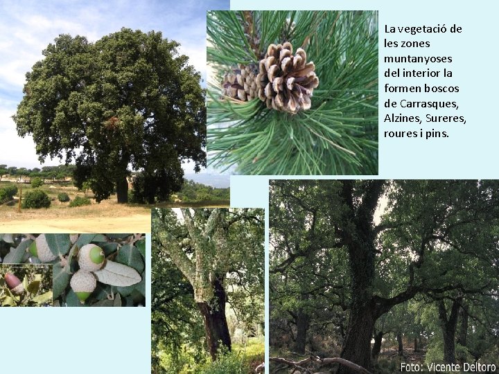 La vegetació de les zones muntanyoses del interior la formen boscos de Carrasques, Alzines,