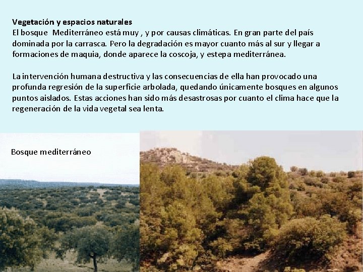 Vegetación y espacios naturales El bosque Mediterráneo está muy , y por causas climáticas.