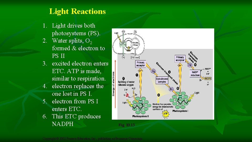 Light Reactions 1. Light drives both photosystems (PS). 2. Water splits, O 2 formed