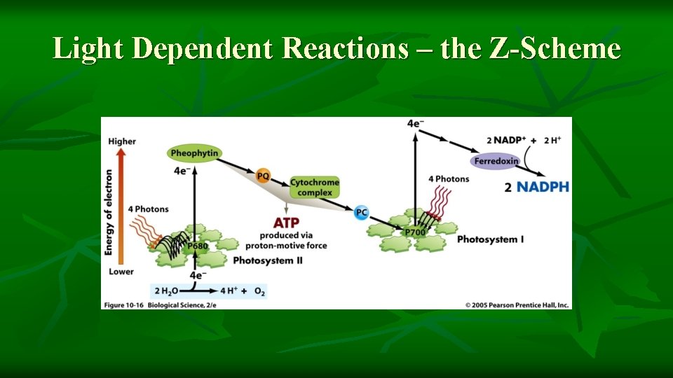 Light Dependent Reactions – the Z-Scheme 