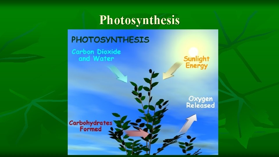 Photosynthesis 