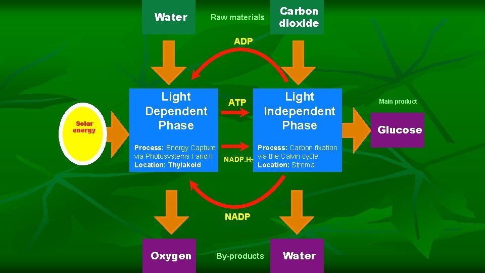 Water Raw materials Carbon dioxide ADP Solar energy Light Dependent Phase Process: Energy Capture