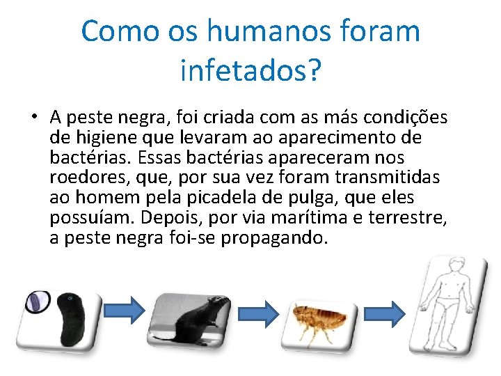 Como os humanos foram infetados? • A peste negra, foi criada com as más