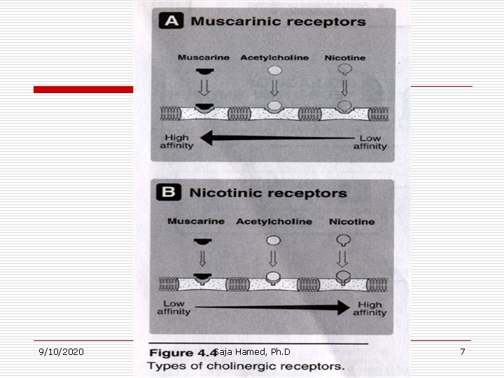 9/10/2020 Saja Hamed, Ph. D 7 9/10/2020 Saja Hamed, Ph. D 7