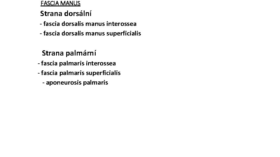 FASCIA MANUS • Strana dorsální -- fascia dorsalis manus interossea -- fascia dorsalis manus