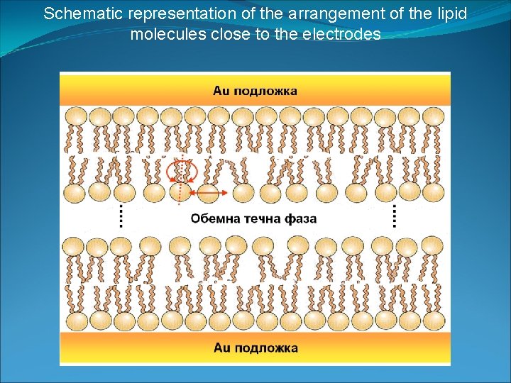 Schematic representation of the arrangement of the lipid molecules close to the electrodes 