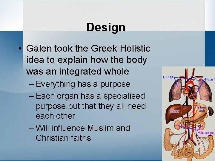 Design • Galen took the Greek Holistic idea to explain how the body was