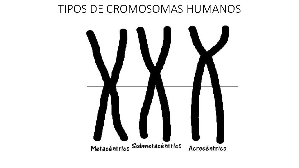 TIPOS DE CROMOSOMAS HUMANOS TIPOS DE CROMOSOMAS HUMANOS