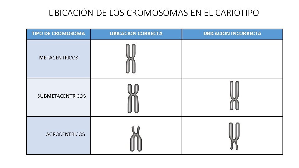 UBICACIÓN DE LOS CROMOSOMAS EN EL CARIOTIPO DE CROMOSOMA METACENTRICOS SUBMETACENTRICOS ACROCENTRICOS UBICACION CORRECTA