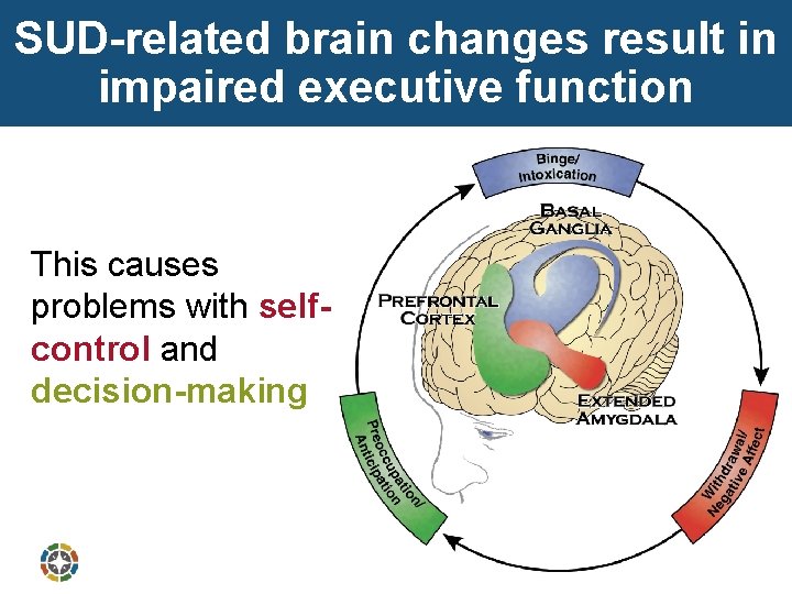 SUD-related brain changes result in impaired executive function This causes problems with selfcontrol and