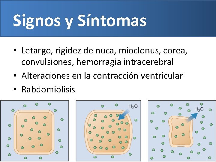 Signos y Síntomas • Letargo, rigidez de nuca, mioclonus, corea, convulsiones, hemorragia intracerebral •