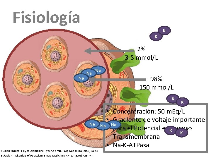 Fisiología K K 2% 3 -5 mmol/L Na Na Na 98% 150 mmol/L K