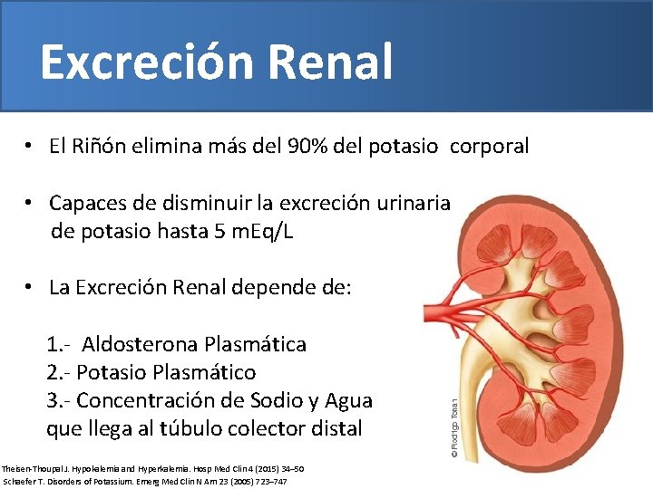 Excreción Renal • El Riñón elimina más del 90% del potasio corporal • Capaces