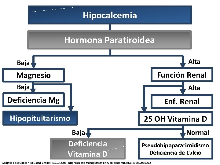 Hipocalcemia Hormona Paratiroidea Alta Baja Función Renal Magnesio Baja Alta Deficiencia Mg Enf. Renal