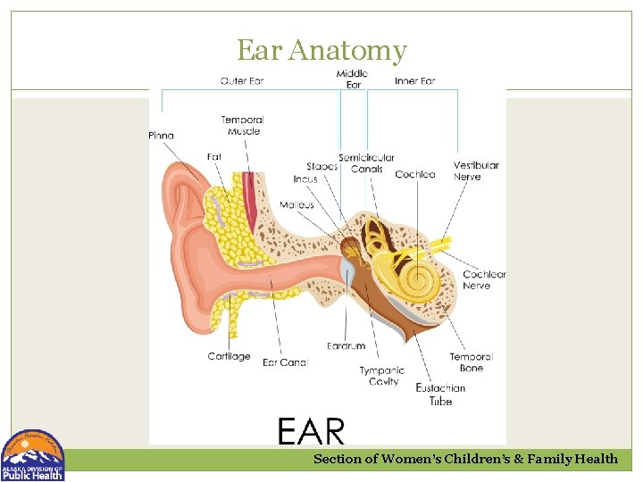 Ear Anatomy Section of Women’s Children’s & Family Health 