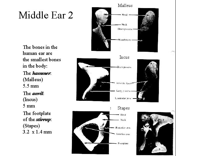 Malleus Middle Ear 2 The bones in the human ear are the smallest bones