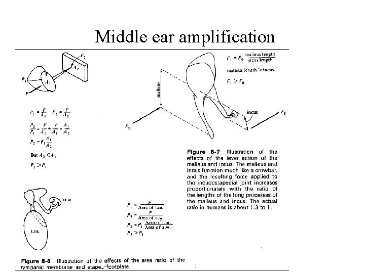 Middle ear amplification 