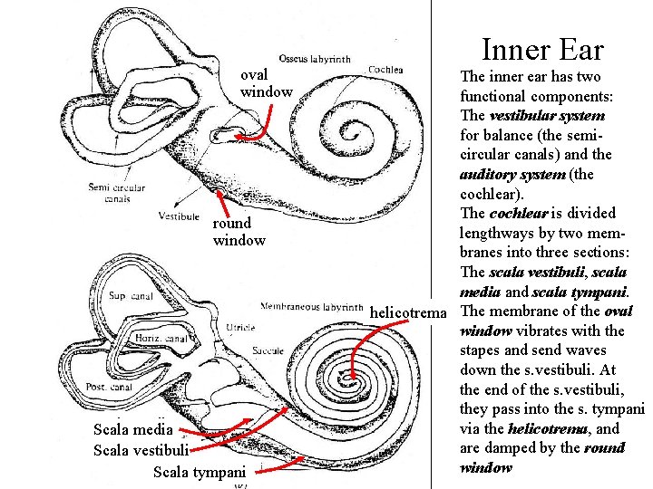 oval window round window Scala media Scalamedia Scala vestibuli Scala tympani Inner Ear The