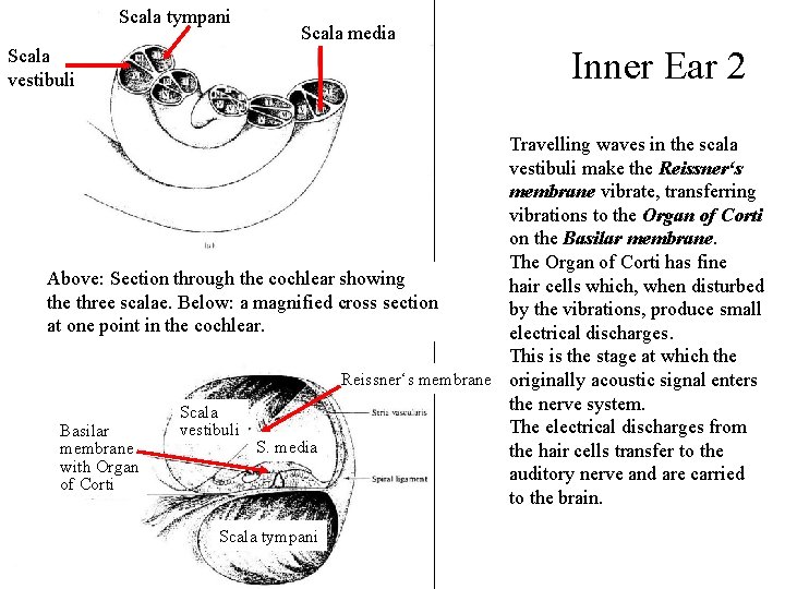 Scala tympani Scala media Scala vestibuli Inner Ear 2 Travelling waves in the scala