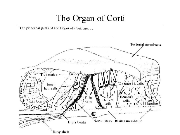 The Organ of Corti 